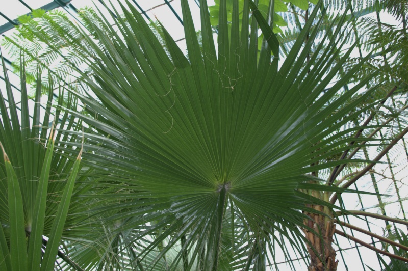 Palmier jupon, Palmier coton d'Amérique, Palmier de Californie