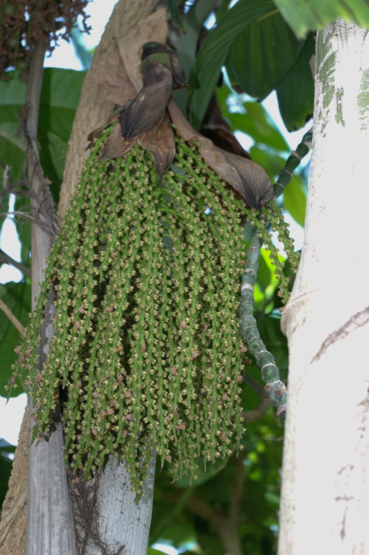 Palmier queue de poisson
