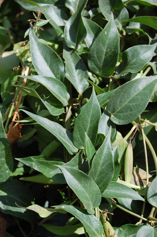 Asclépiade pourpre 02