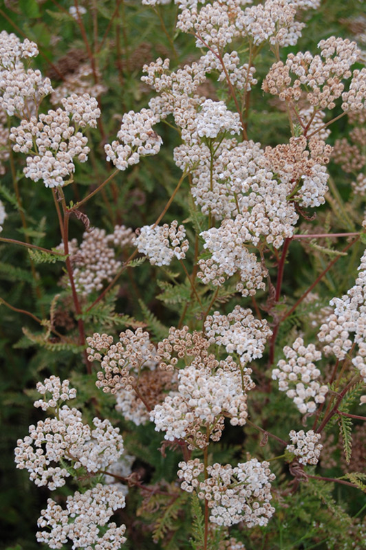 Achillée à feuilles de Tanaisie