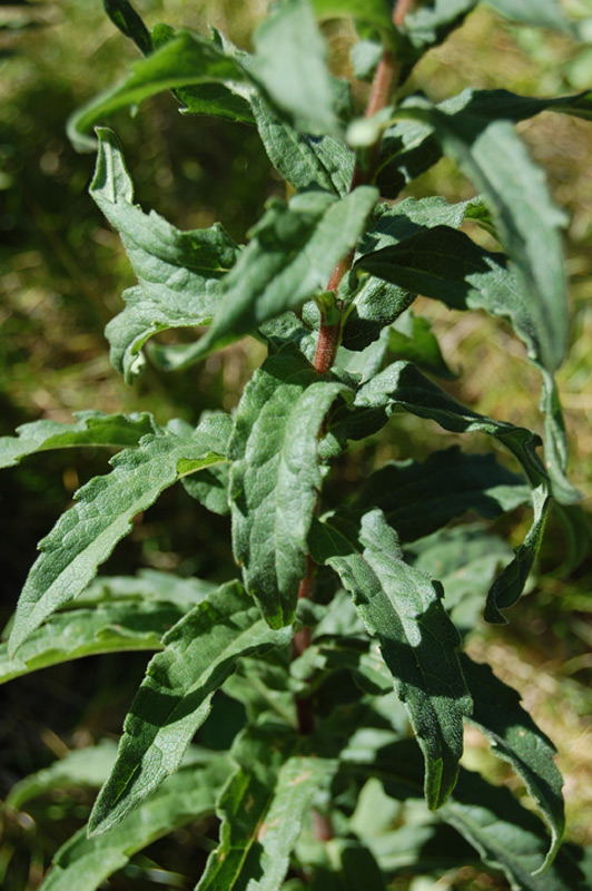 Aster des Pyrénées