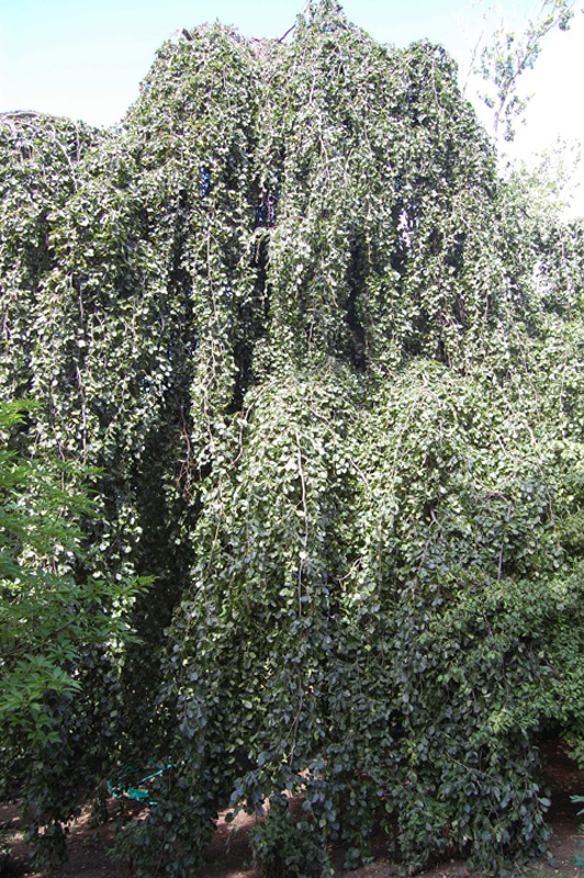 Chrysanthème multifleurs 'Linette'