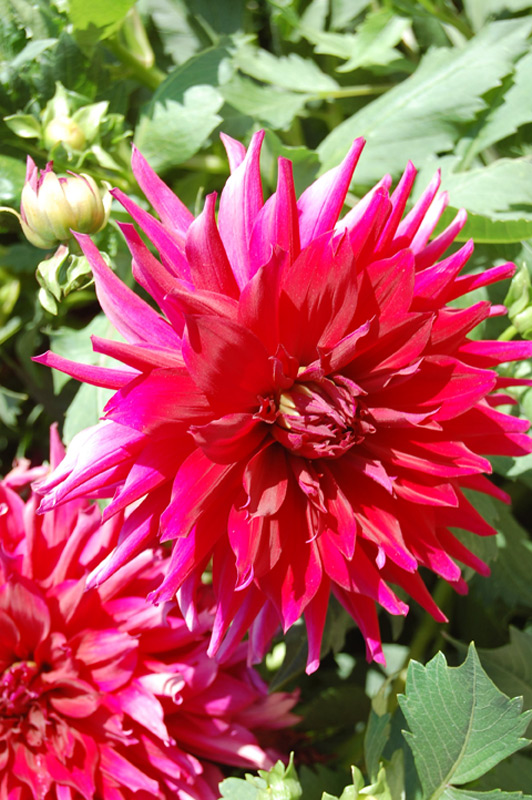 Dahlia 'Aramis'