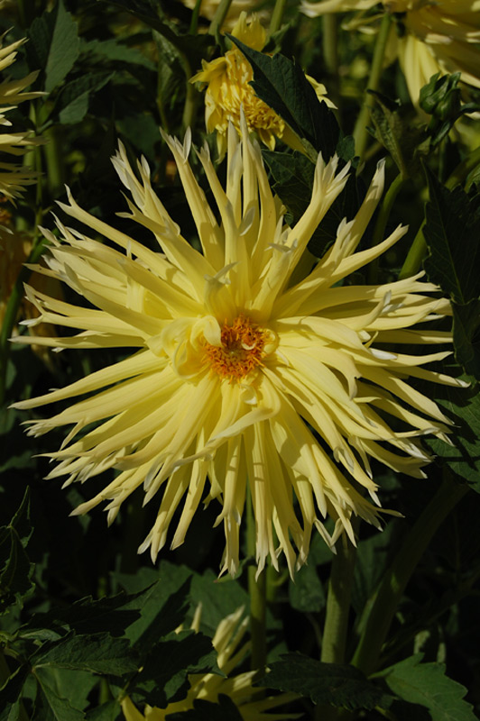 Dahlia 'Chabada'