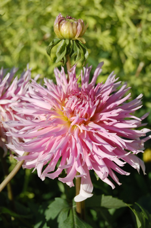 Dahlia 'Eurydice'