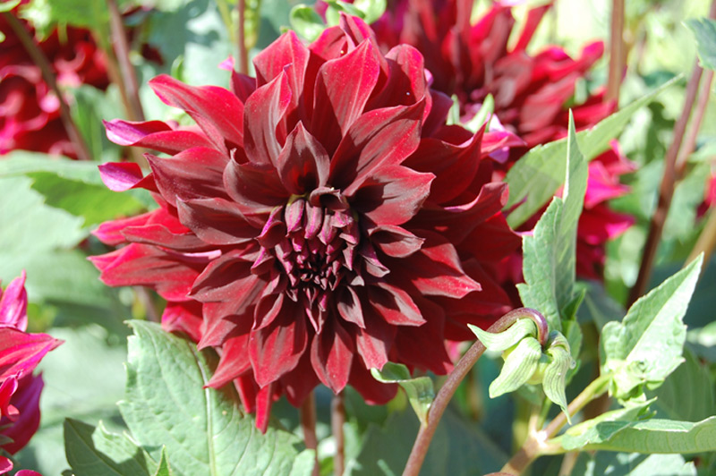 Dahlia 'Prince Noir'
