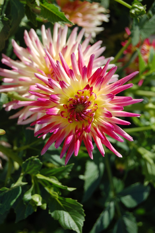 Dahlia 'Sucre d'Orge'