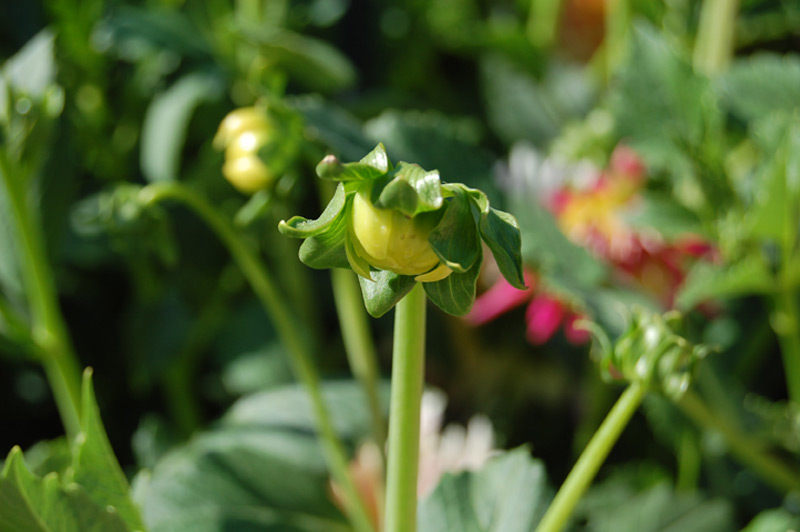 Dahlia 'Sucre d'Orge'