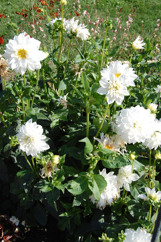 Dahlia 'Tempête de Neige'