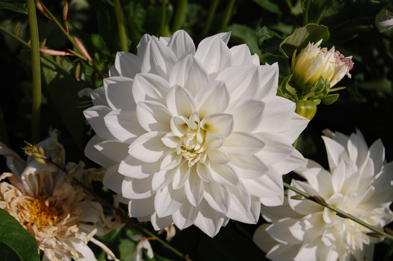 Dahlia 'Tempête de Neige'