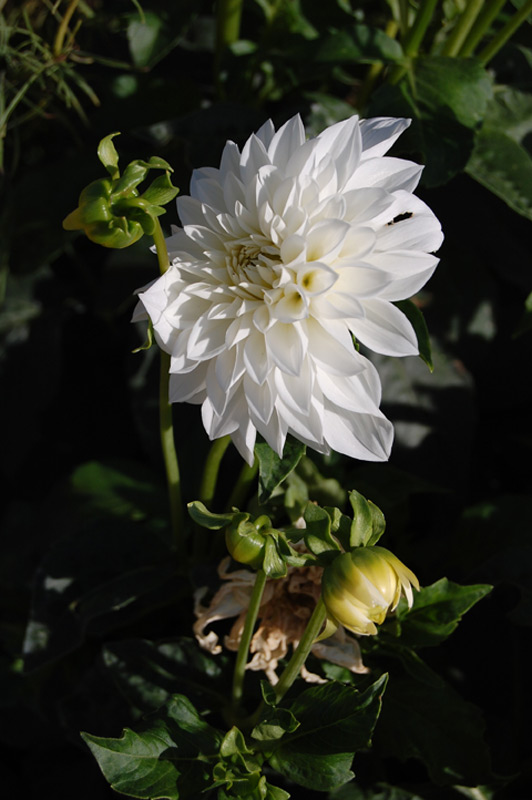 Dahlia 'Tempête de Neige'