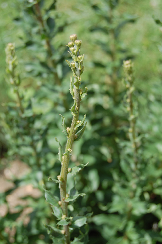 Epervière de Savoie