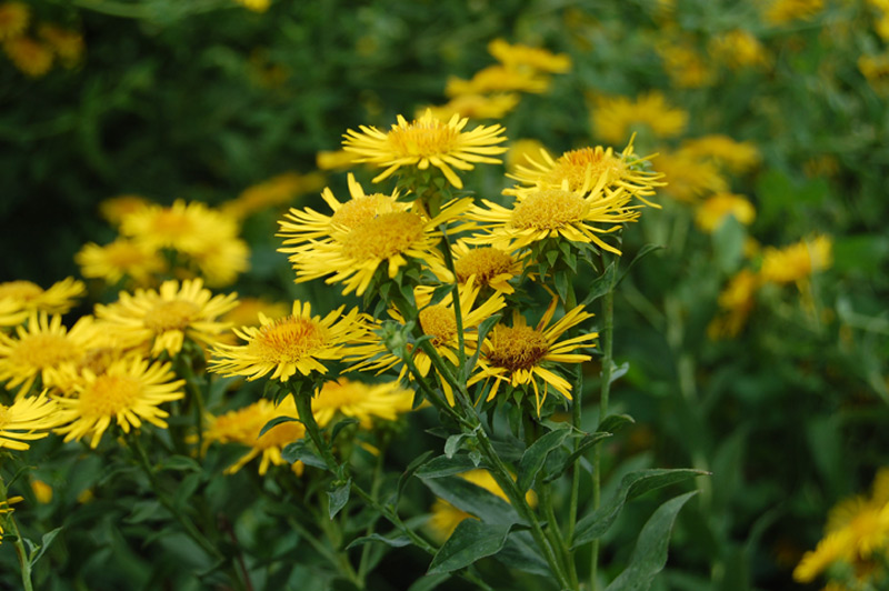 Inule à feuilles de spirée