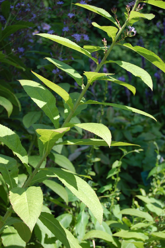 Inule à feuilles de spirée