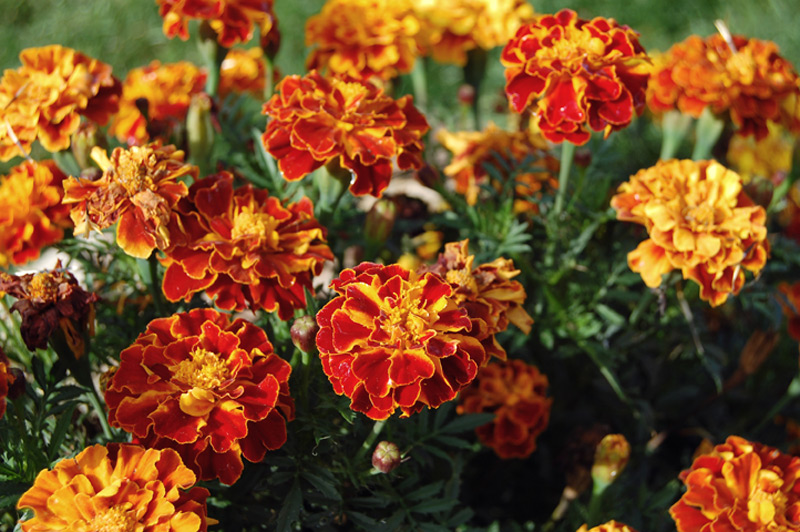 Oeillet d'Inde, Tagète étalée