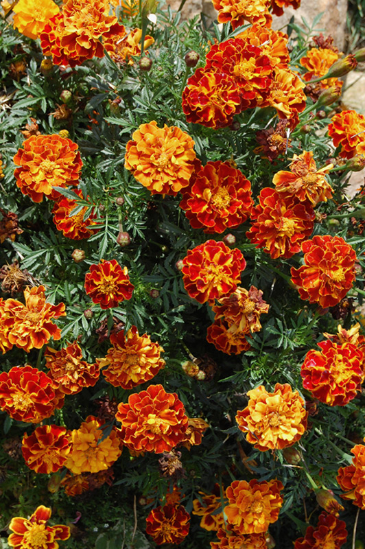Oeillet d'Inde, Tagète étalée