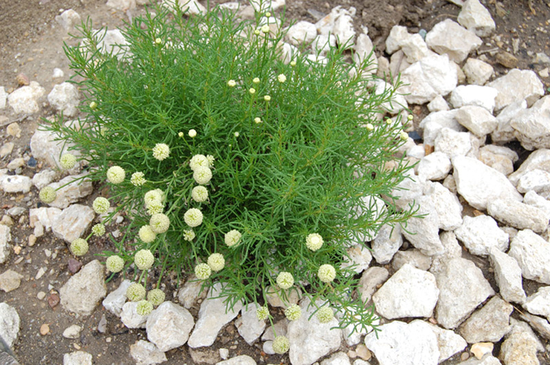 Santoline à feuilles de romarin