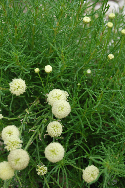 Santoline à feuilles de romarin