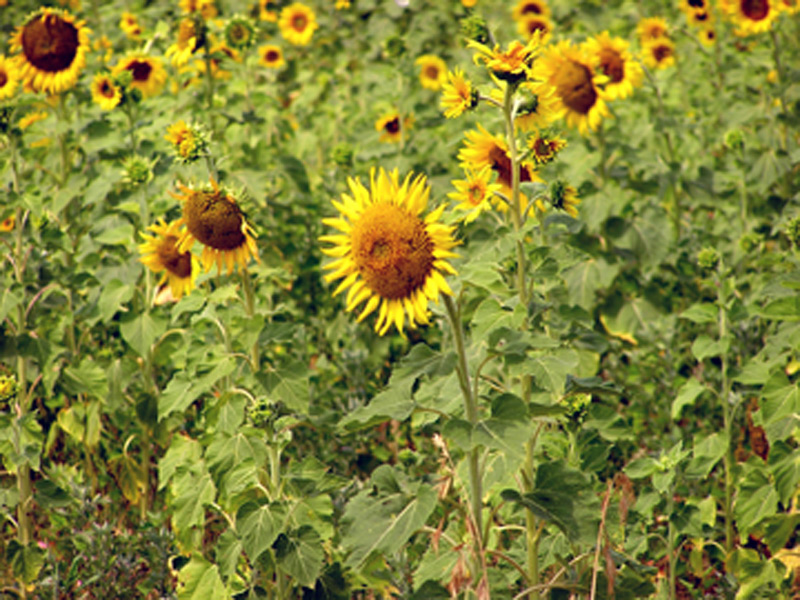 Tournesol