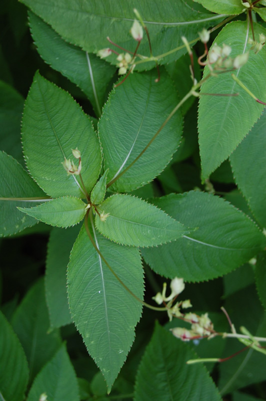 Impatience de Balfour