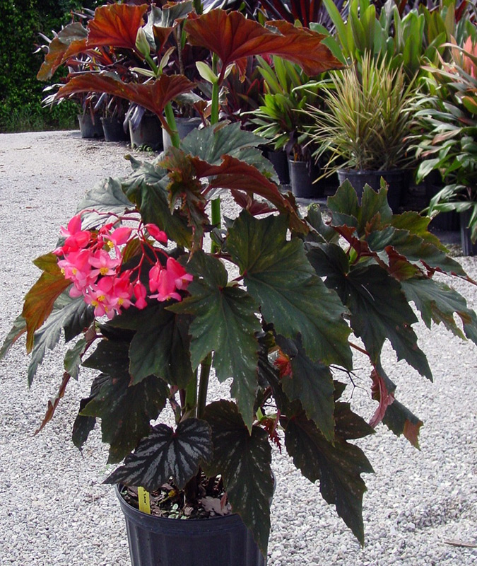Begonia dielectra tige
