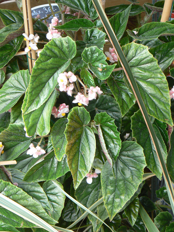 Begonia sharffii