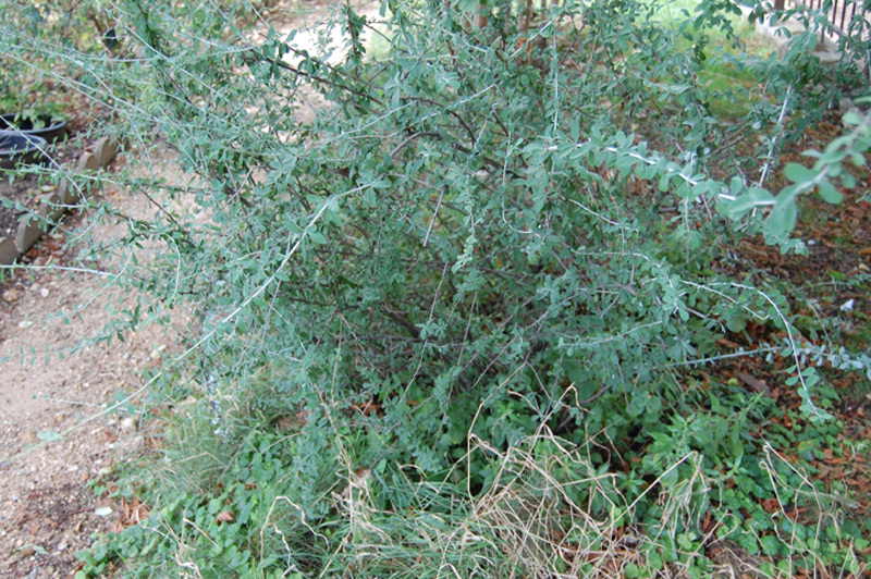 Berberis dictyophylla