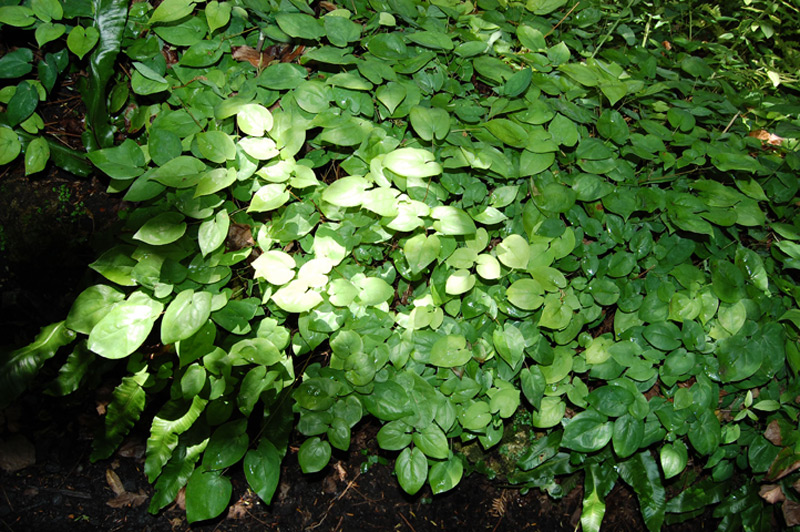 Fleur des elfes 'Sulphureum'