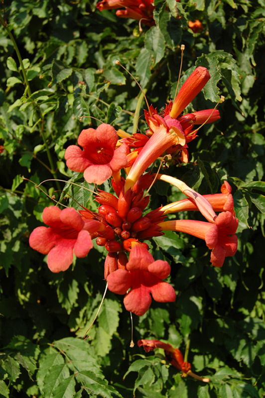 Bignone 'Indian Summer' ®