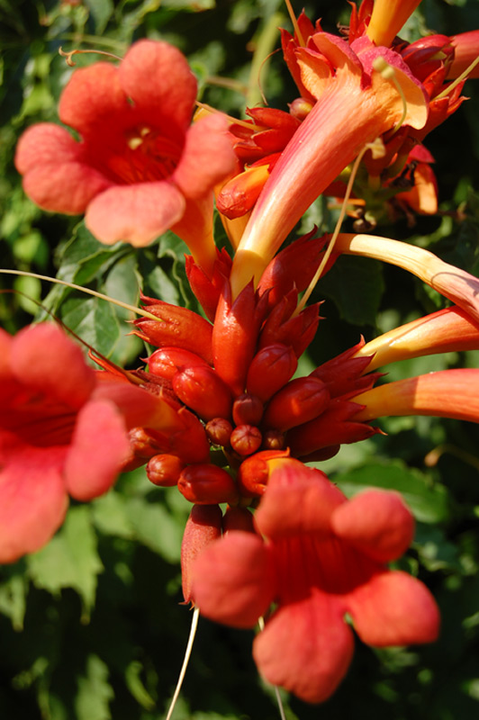 Bignone 'Indian Summer' ®