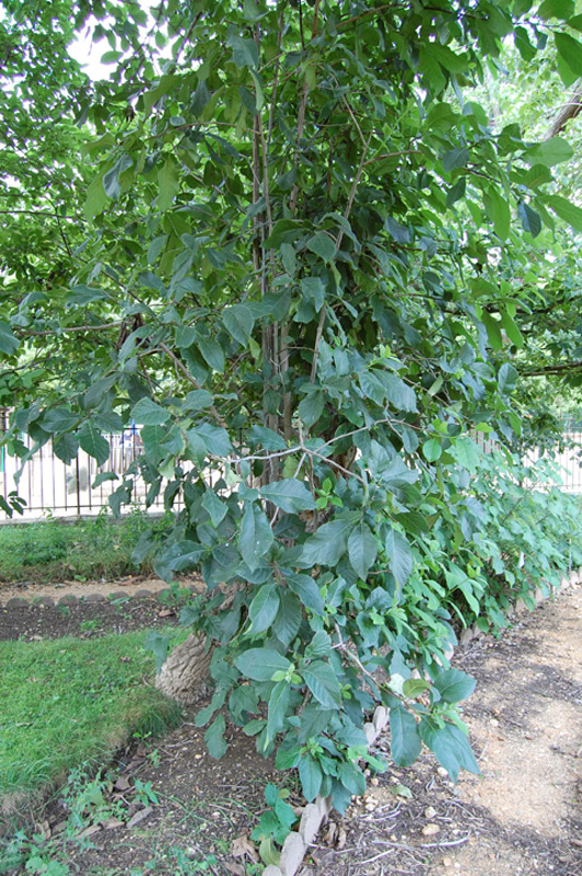 Ehretia à grandes feuilles