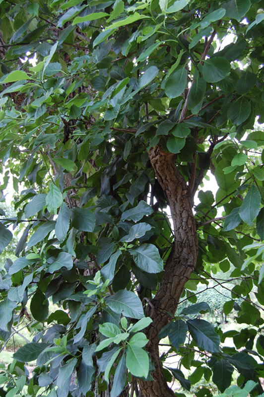Ehretia à grandes feuilles