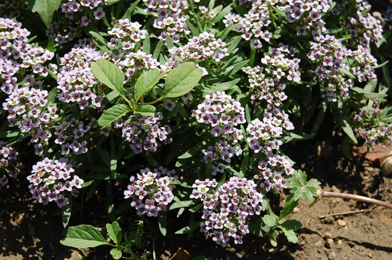 Alysson maritime 'Easter Bonnet Violet'