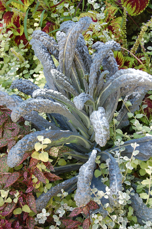 Chou palmier 'Noir de Toscane'