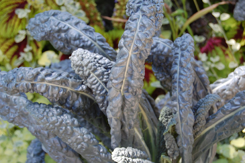 Chou palmier 'Noir de Toscane'
