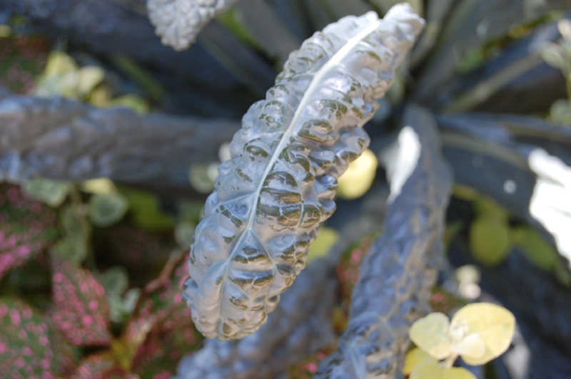 Chou palmier 'Noir de Toscane'