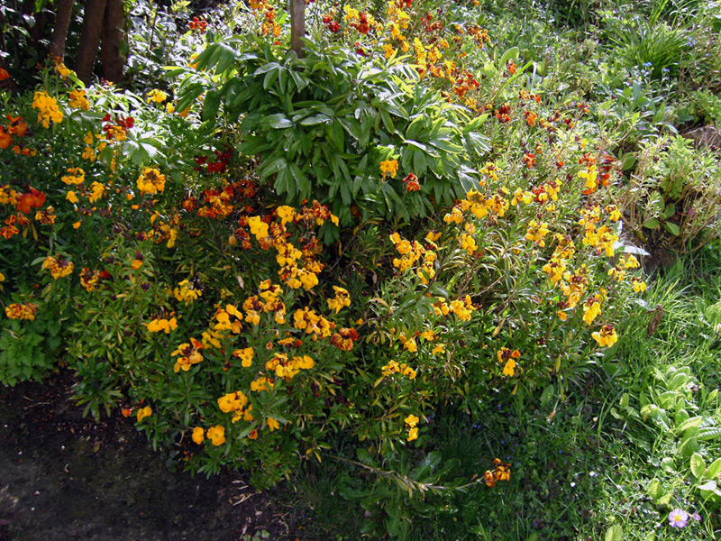 Giroflée des murailles