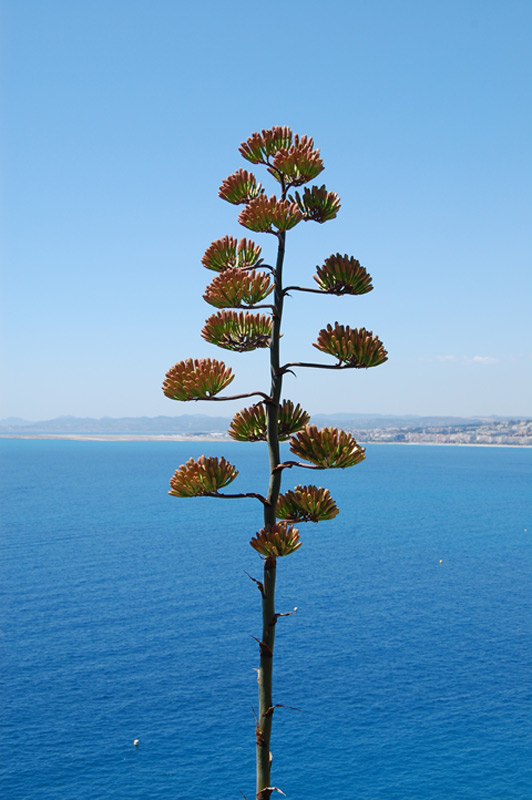 Agave américain