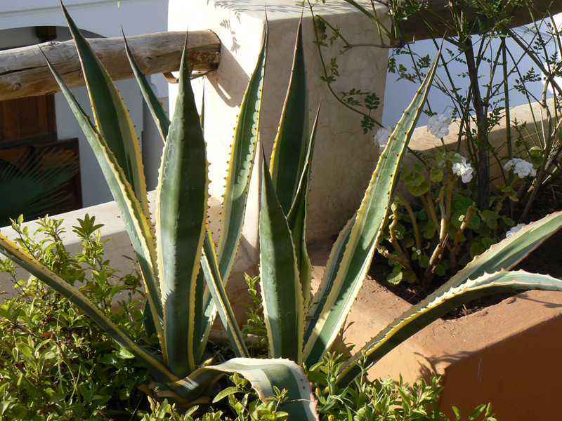 Agave à feuilles panachées