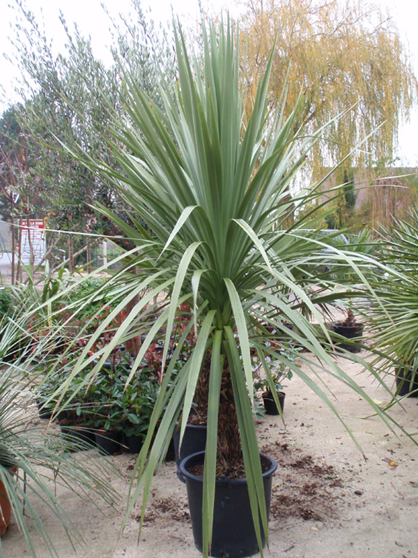 Cordyline