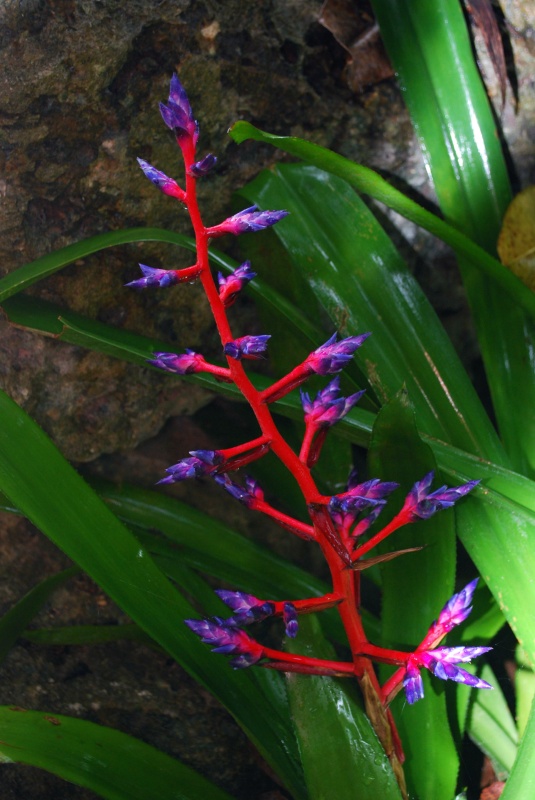 Aechméa "Blue Rain"