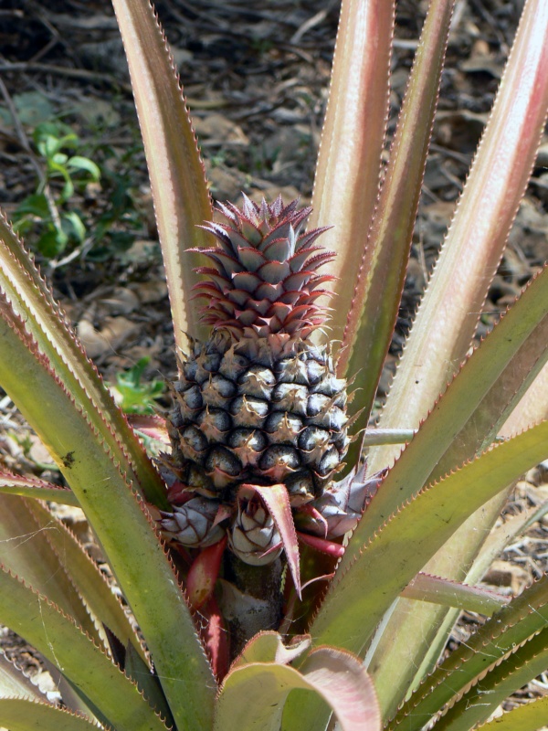 Ananas