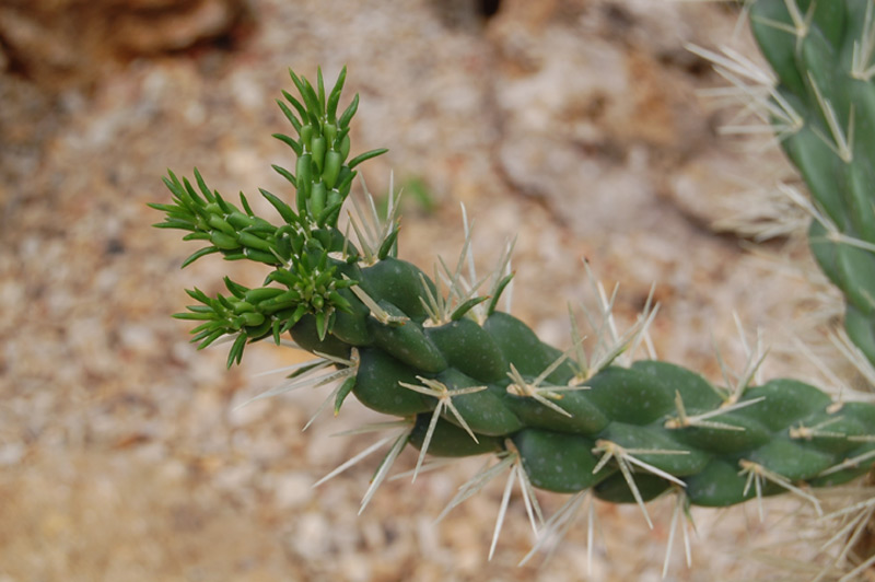 Austrocylindropuntia punicata