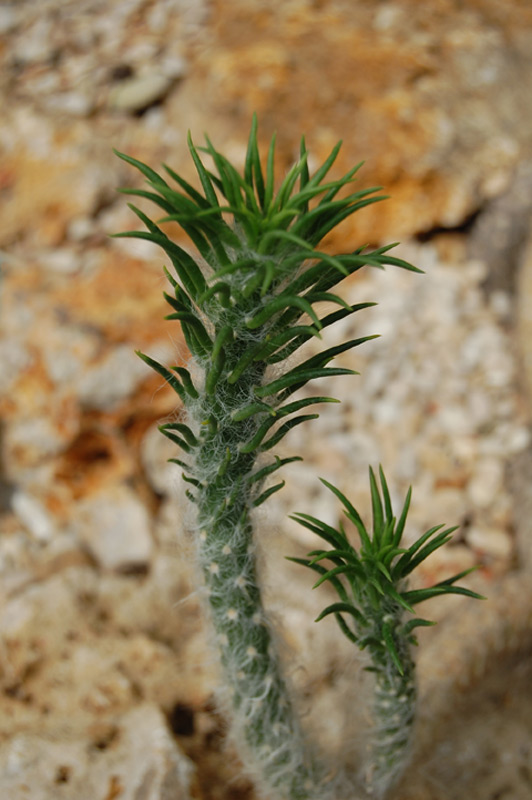 Austrocylindropuntia vestita