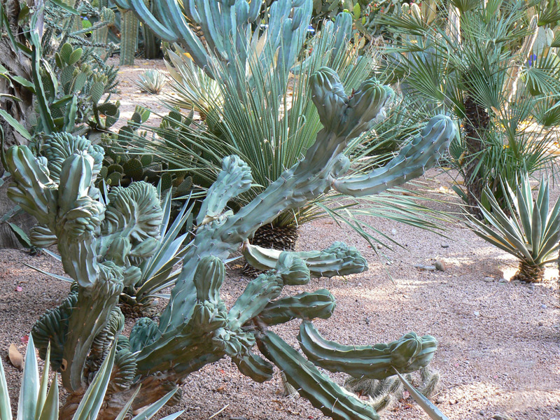 Cactus Myrtille cristé
