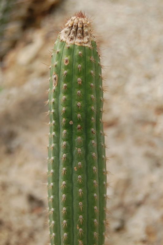 Cleistocactus laniceps
