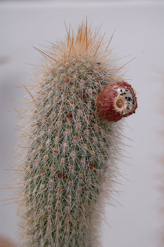 Cleistocactus strausii