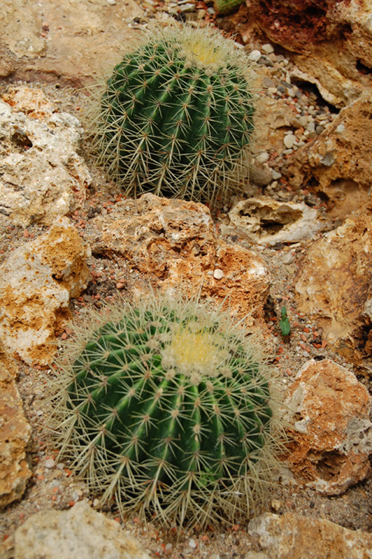 Coussin de belle-mère