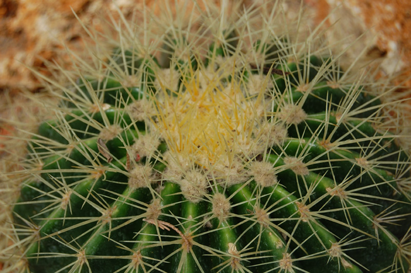 Coussin de belle-mère