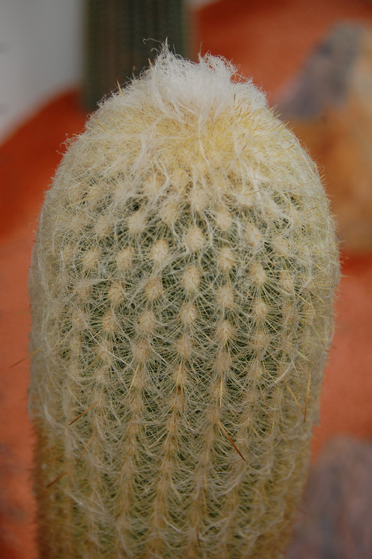 Espostoa lanata